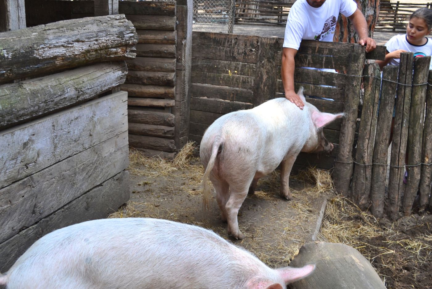 Large White Pig Temperament and Behaviour