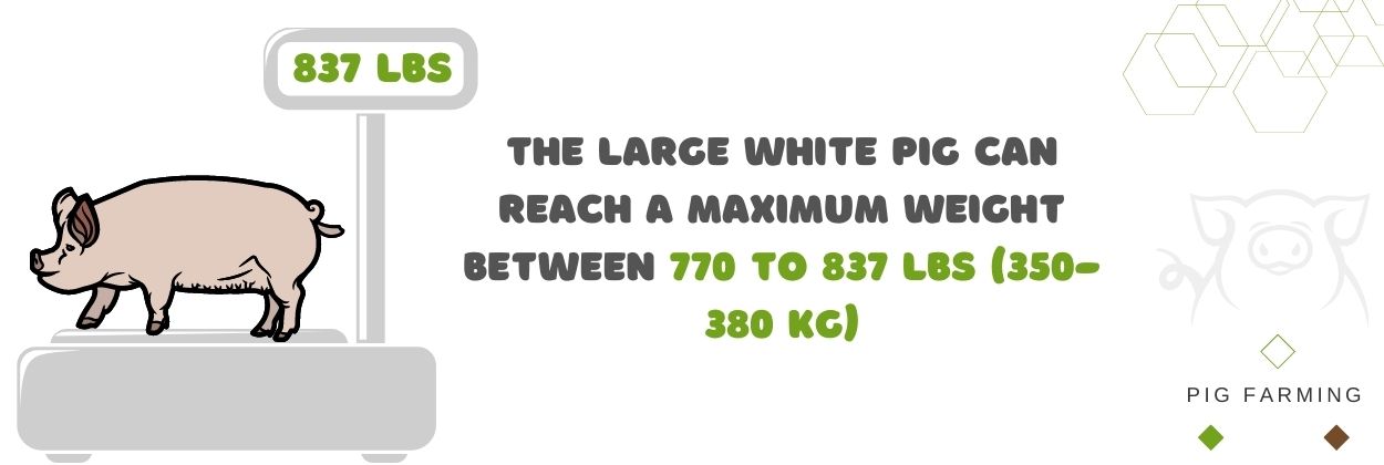 Large White Pig Weight