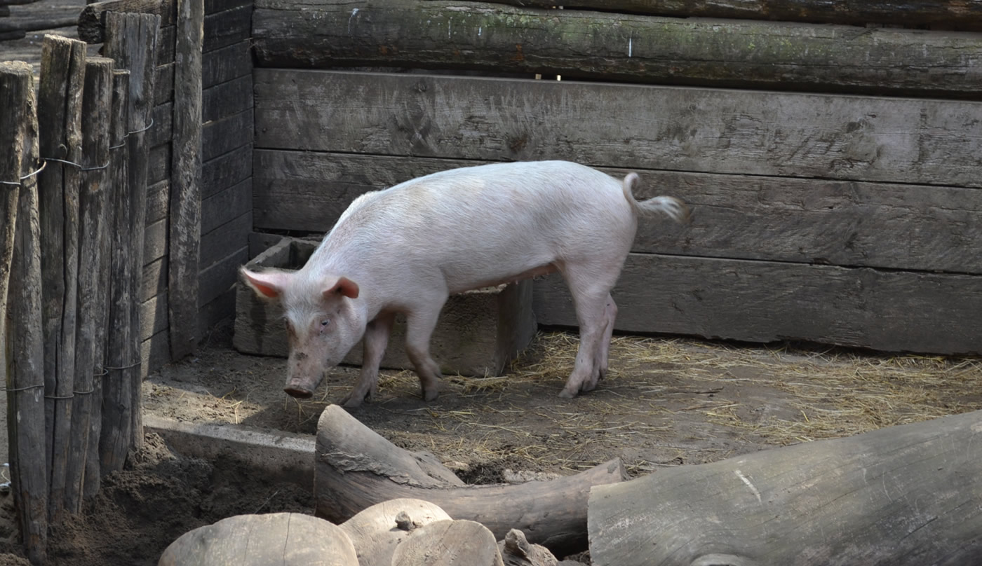 Large White Piglet