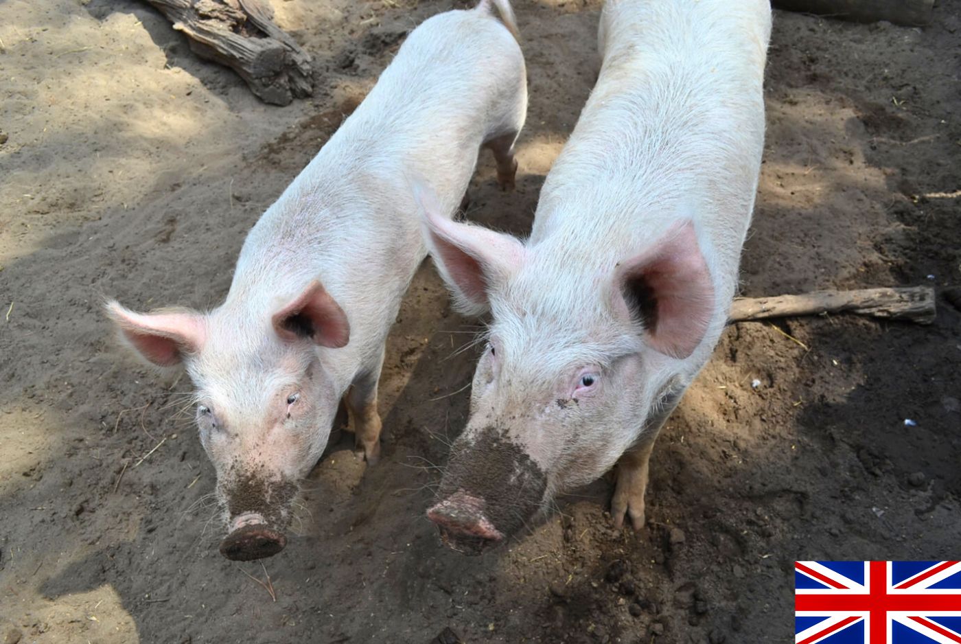 Large White Pigs