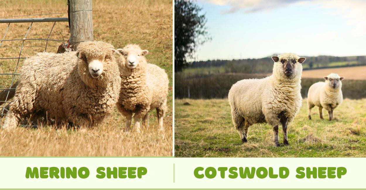 Merino and Cotswold Sheep