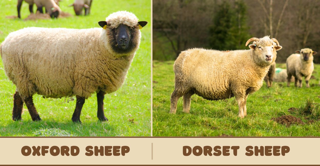 Oxford and Dorset sheep