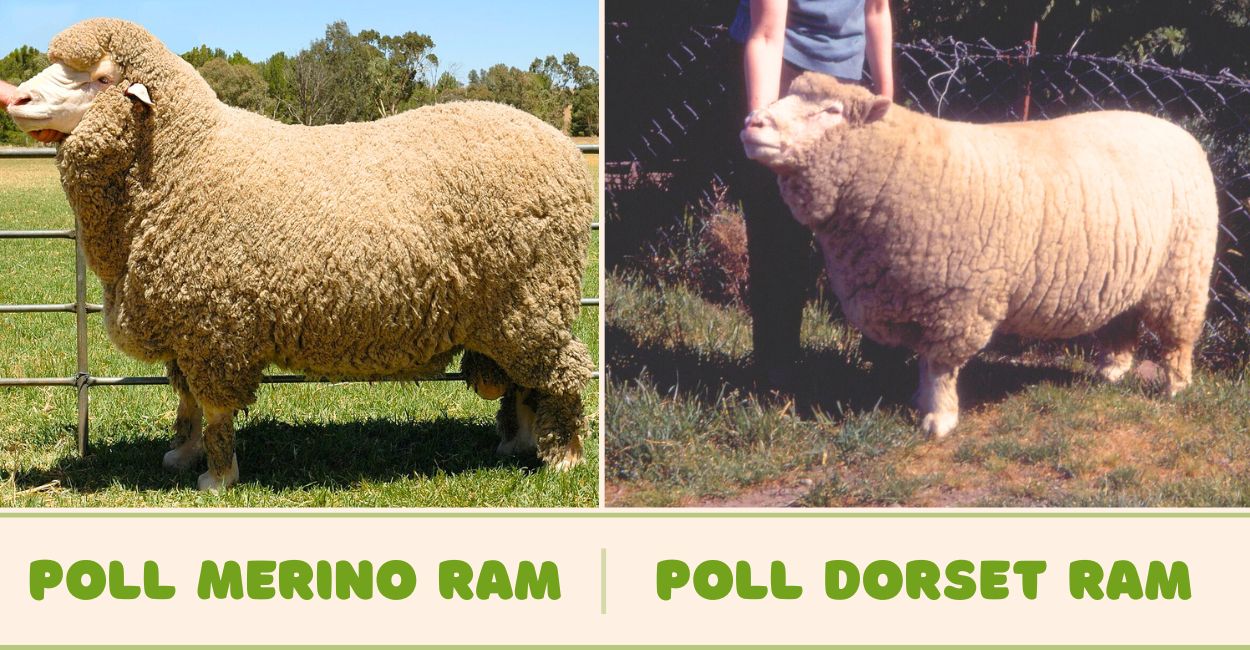 Poll Merino Ram and Poll Dorset Ram