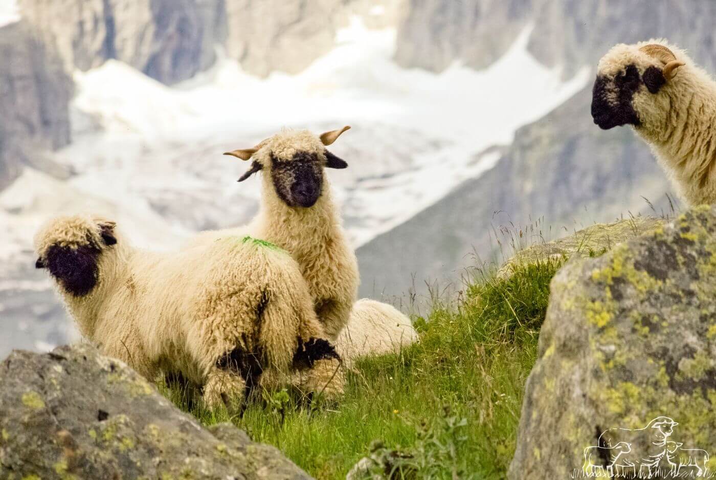 Raising Valais Blacknose Sheep