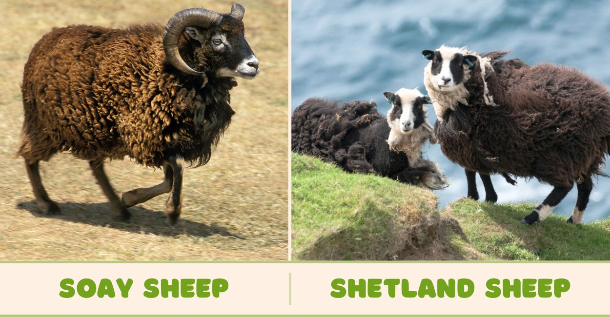 Shetland and Soay sheep