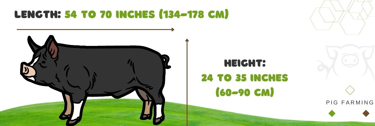 The size of Berkshire pig
