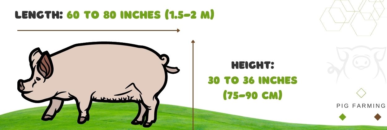 The size of the Large White pig