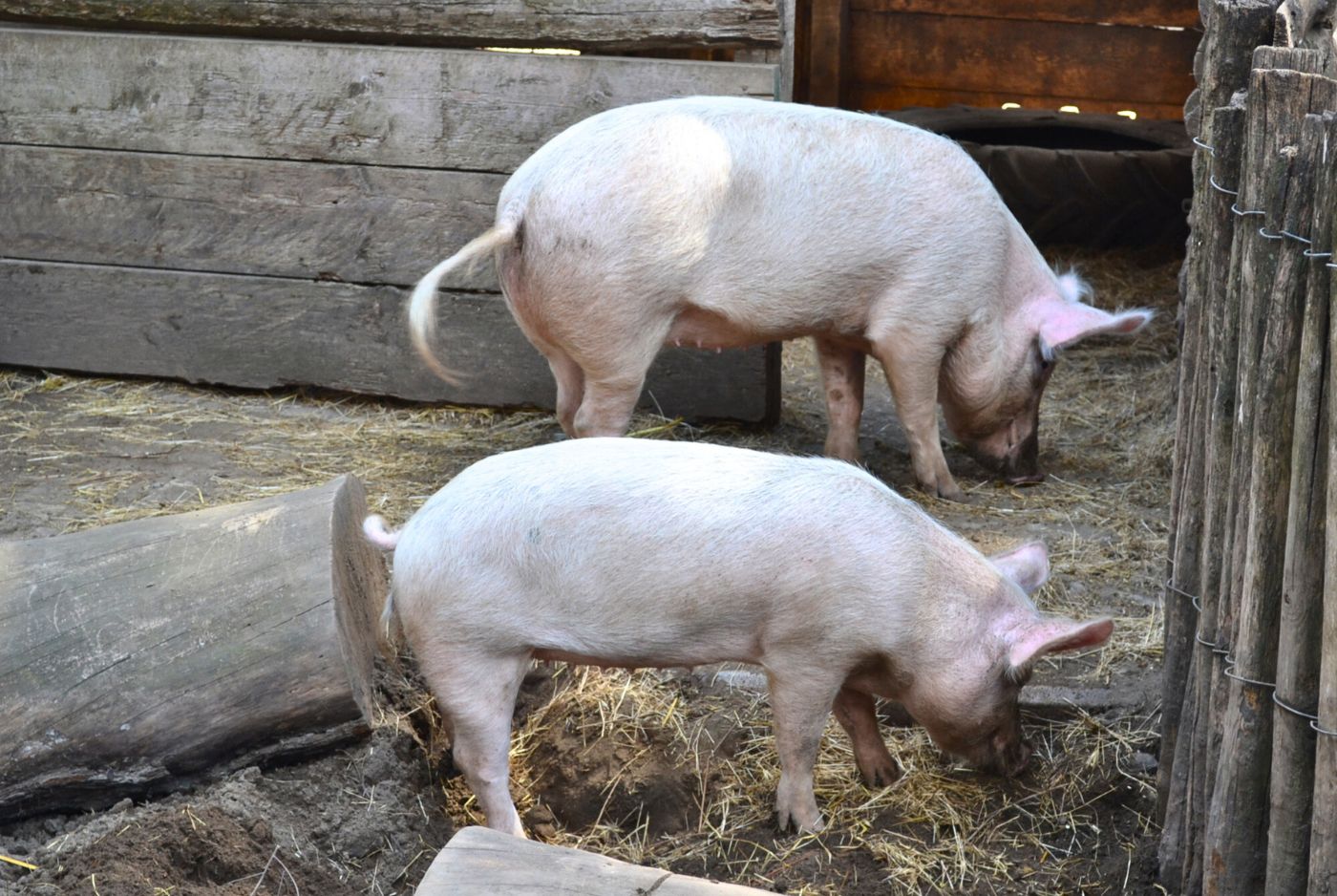 Two large white pigs