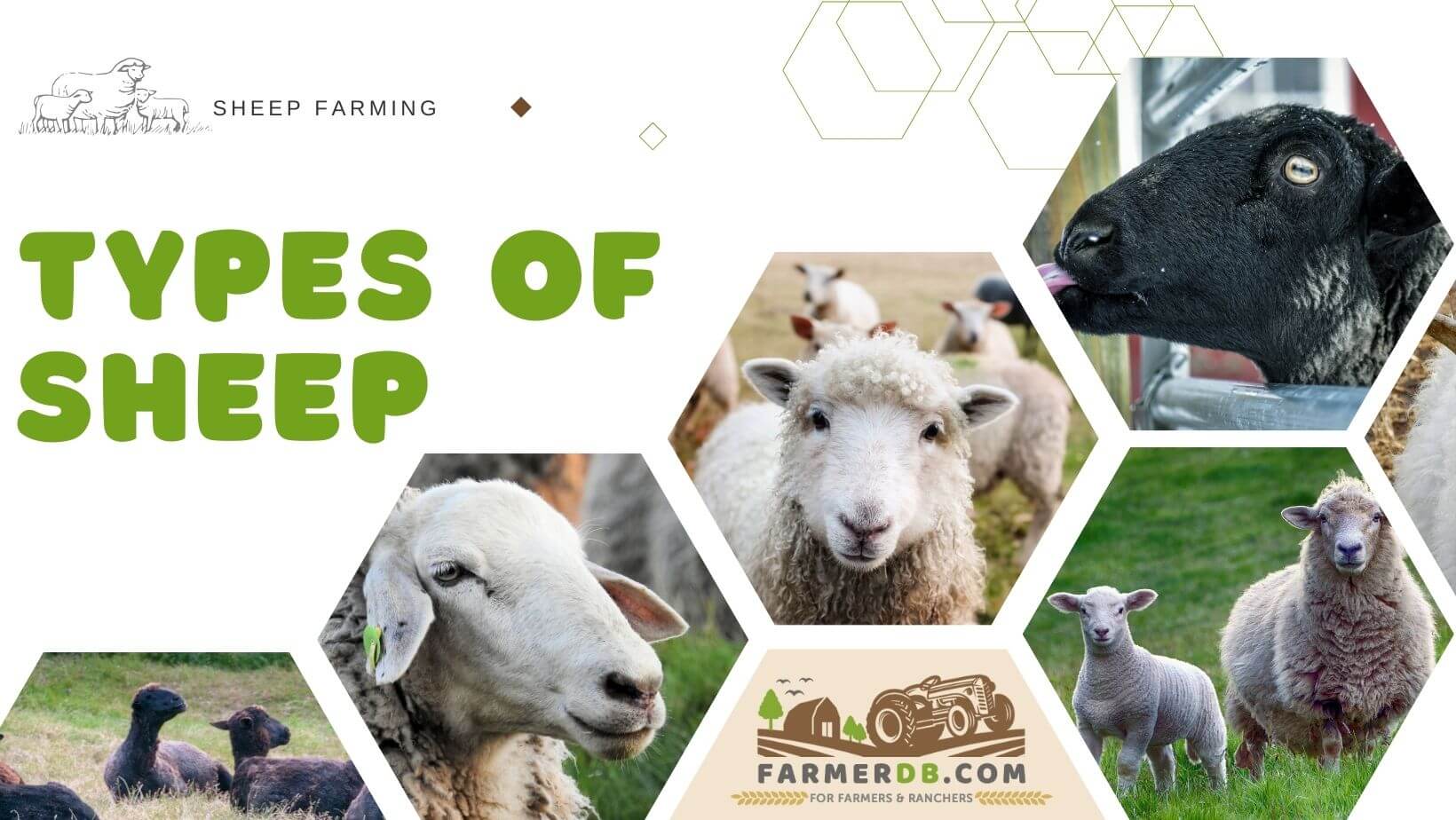 Types of Sheep - Sheep Breeds