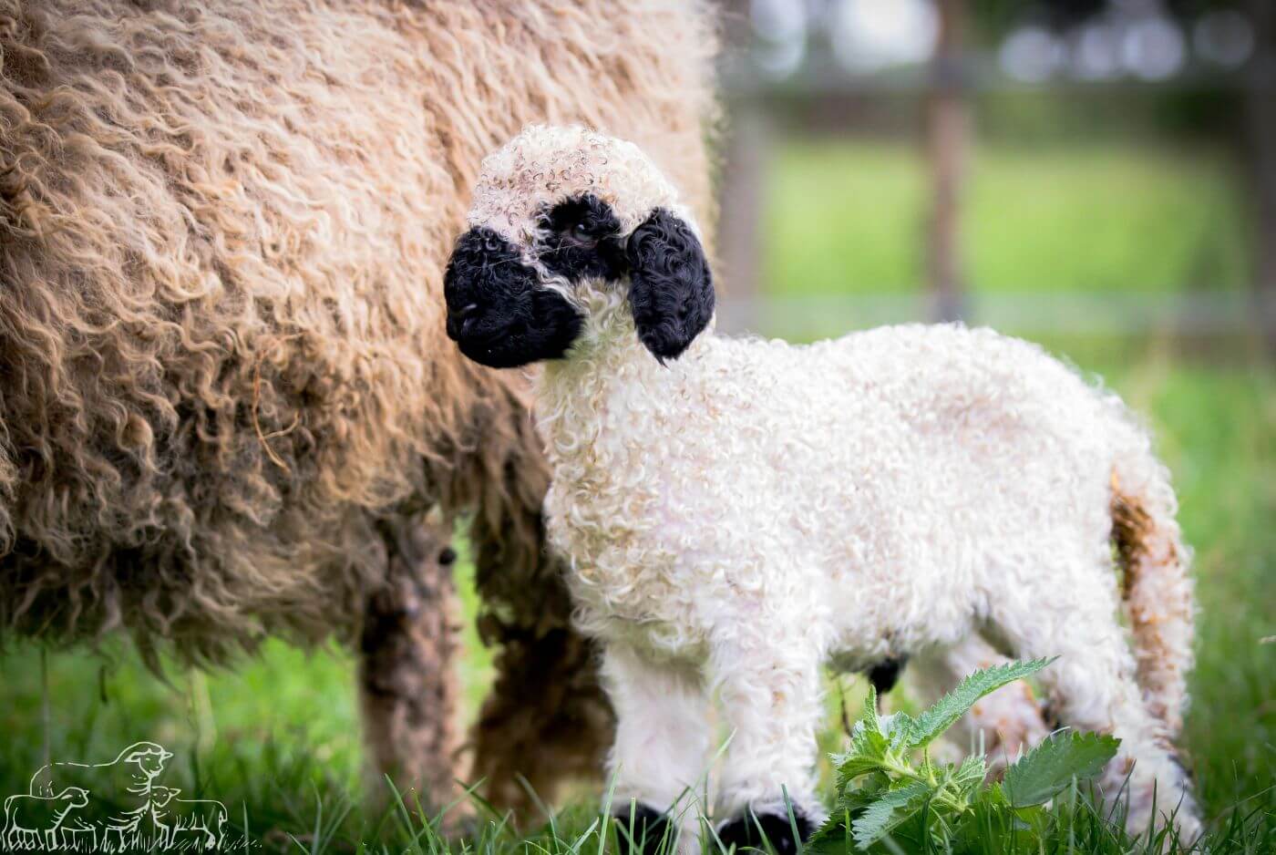Valais Blacknose Sheep Breeding