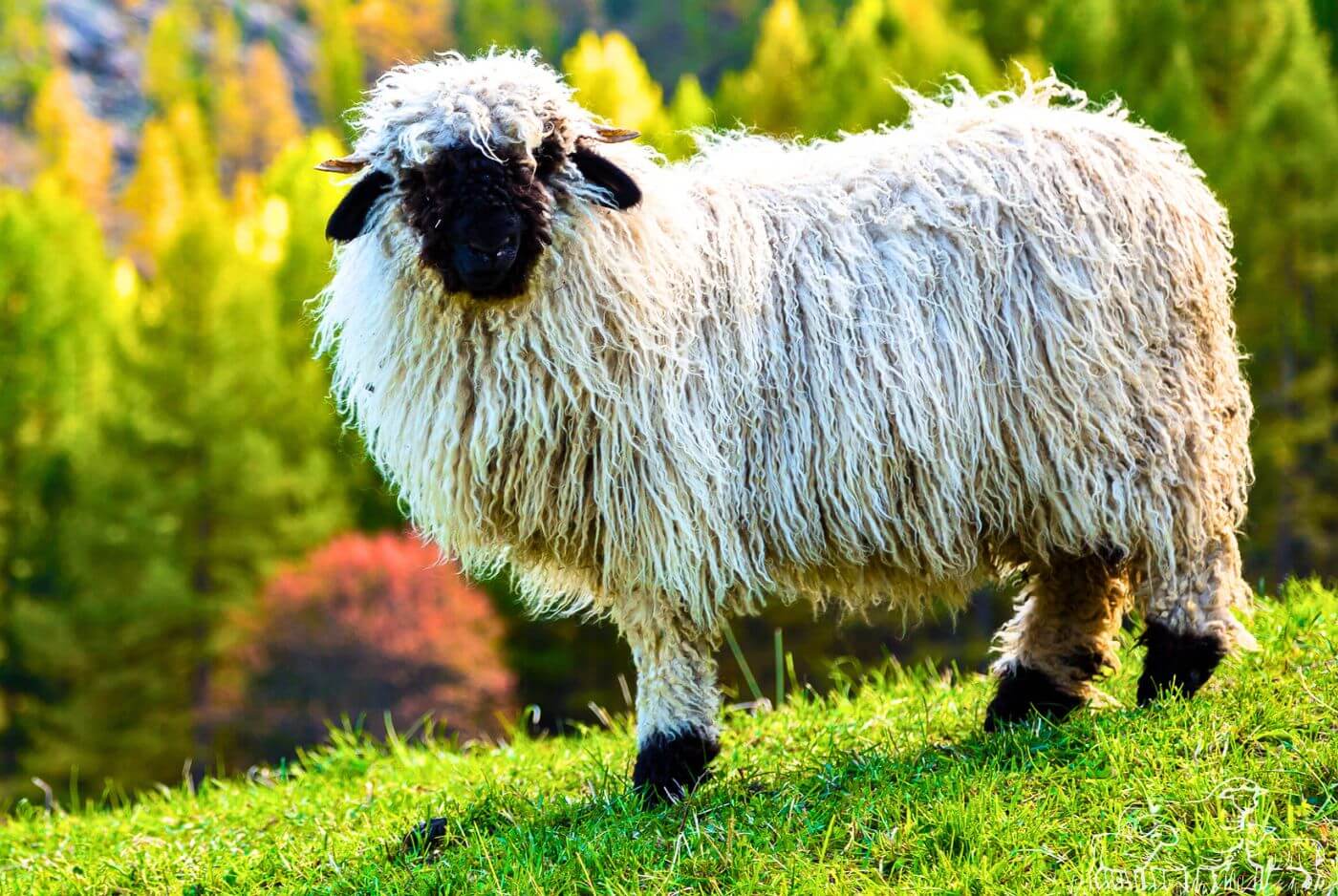 Valais Blacknose Sheep Characteristics