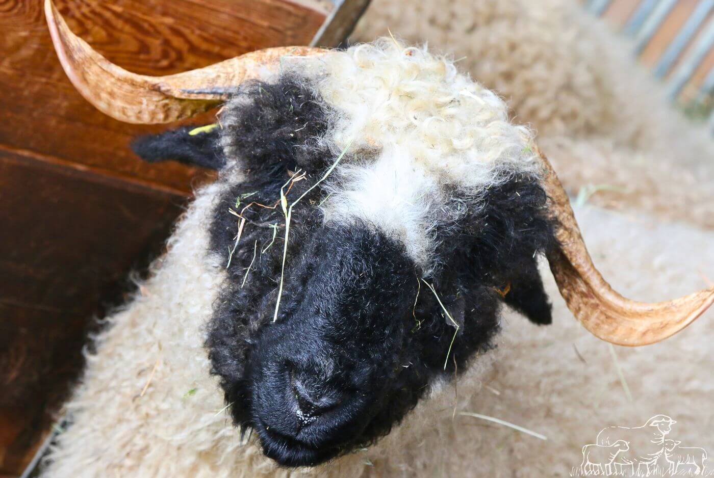 Valais Blacknose Sheep Head, Ears, Face, Eyes
