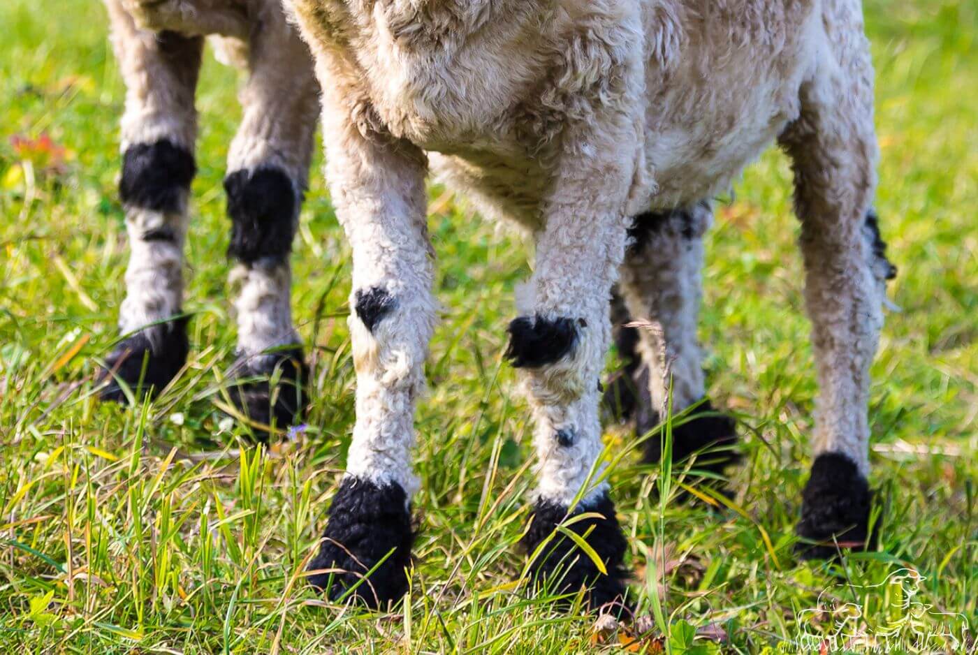 Valais Blacknose Sheep legs