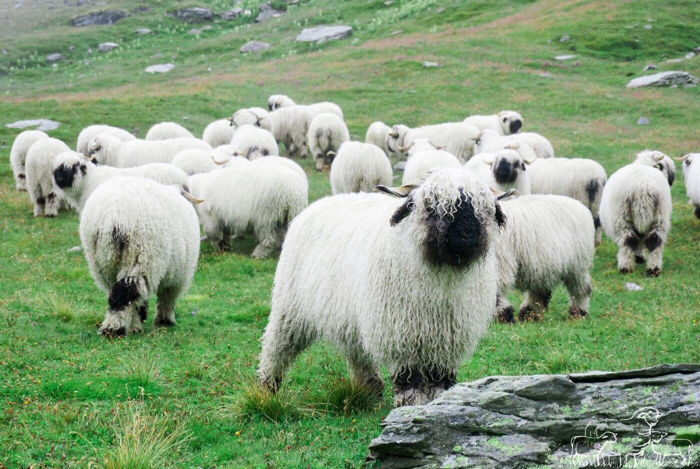 What is a Valais Blacknose Sheep