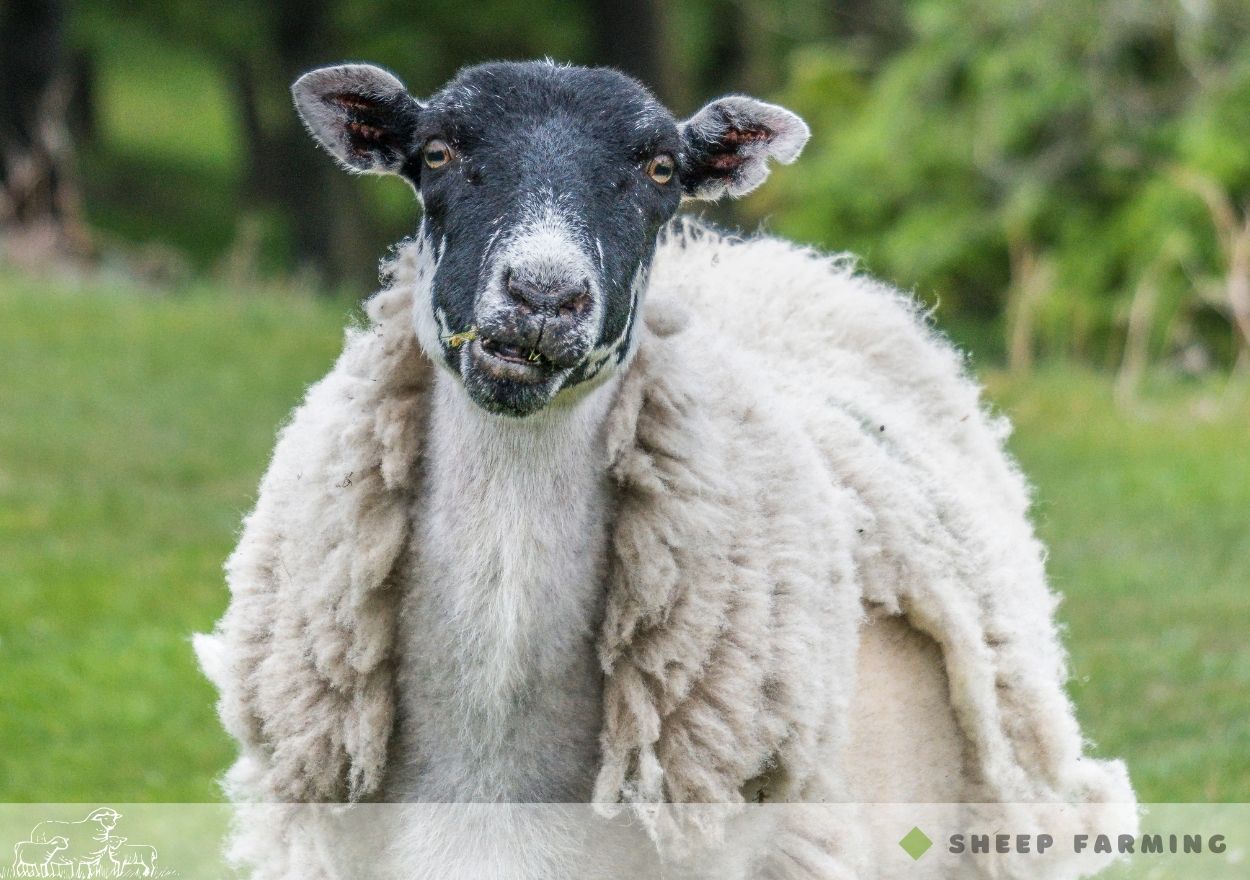 Black Head Sheep Breeds - Beulah Speckled Face Sheep