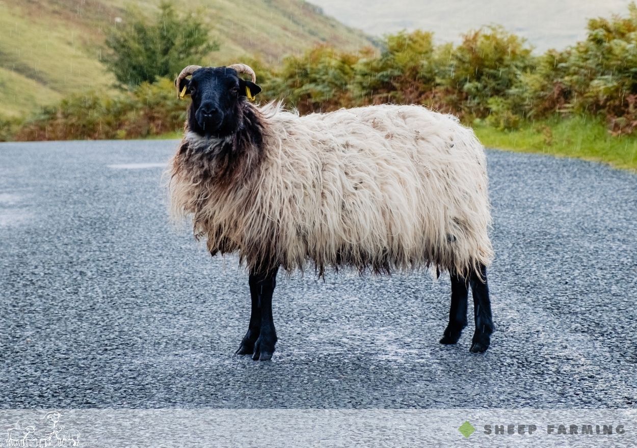 Black Head Sheep Breeds - Blackface sheep