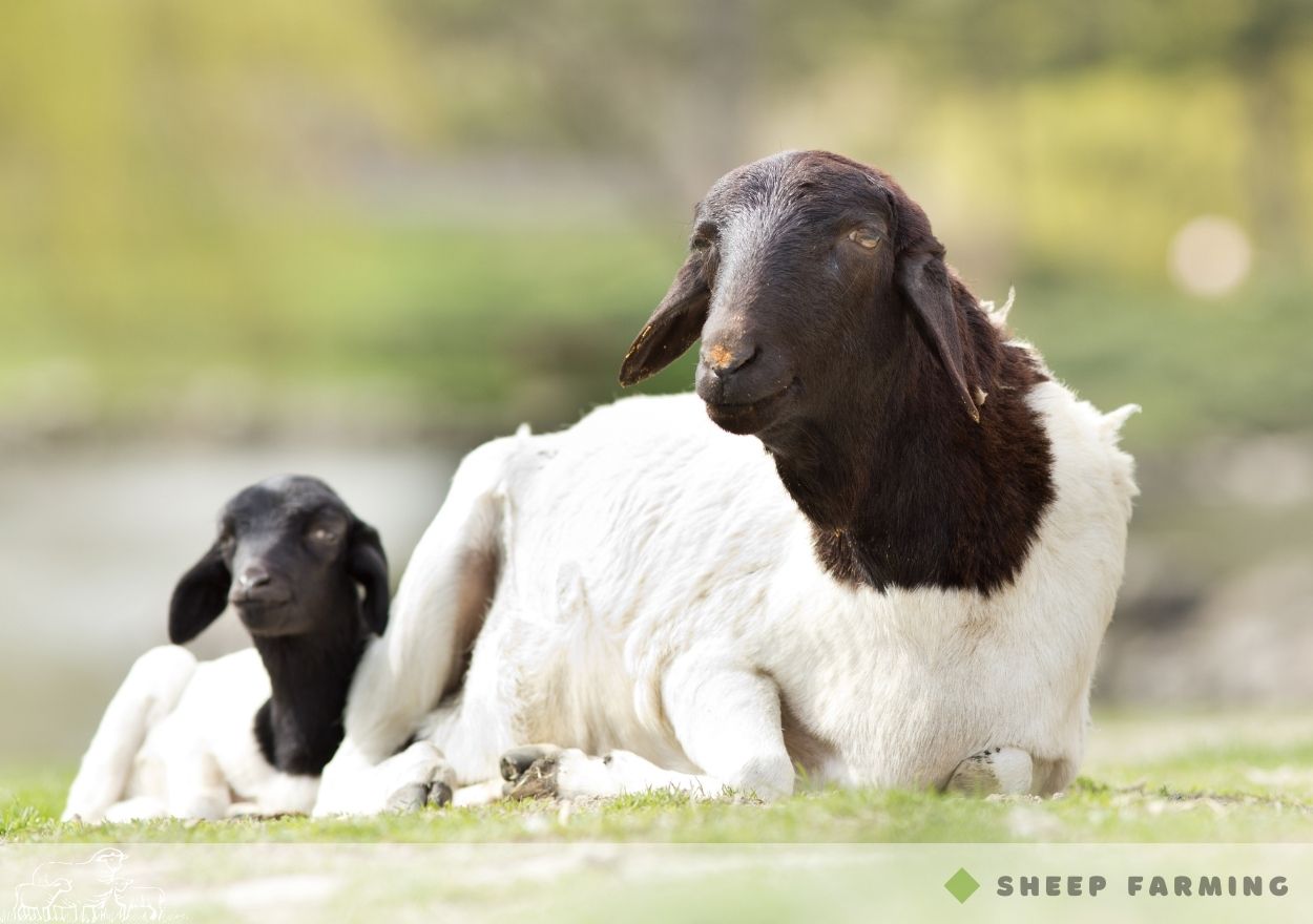 Black Head Sheep Breeds - Blackhead Persian sheep