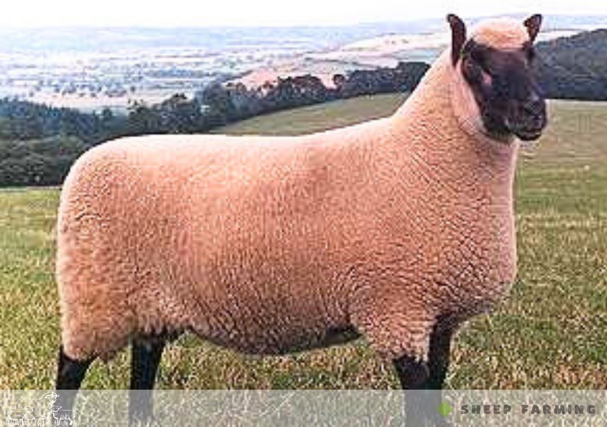 Black Head Sheep Breeds - Clun Forest Sheep