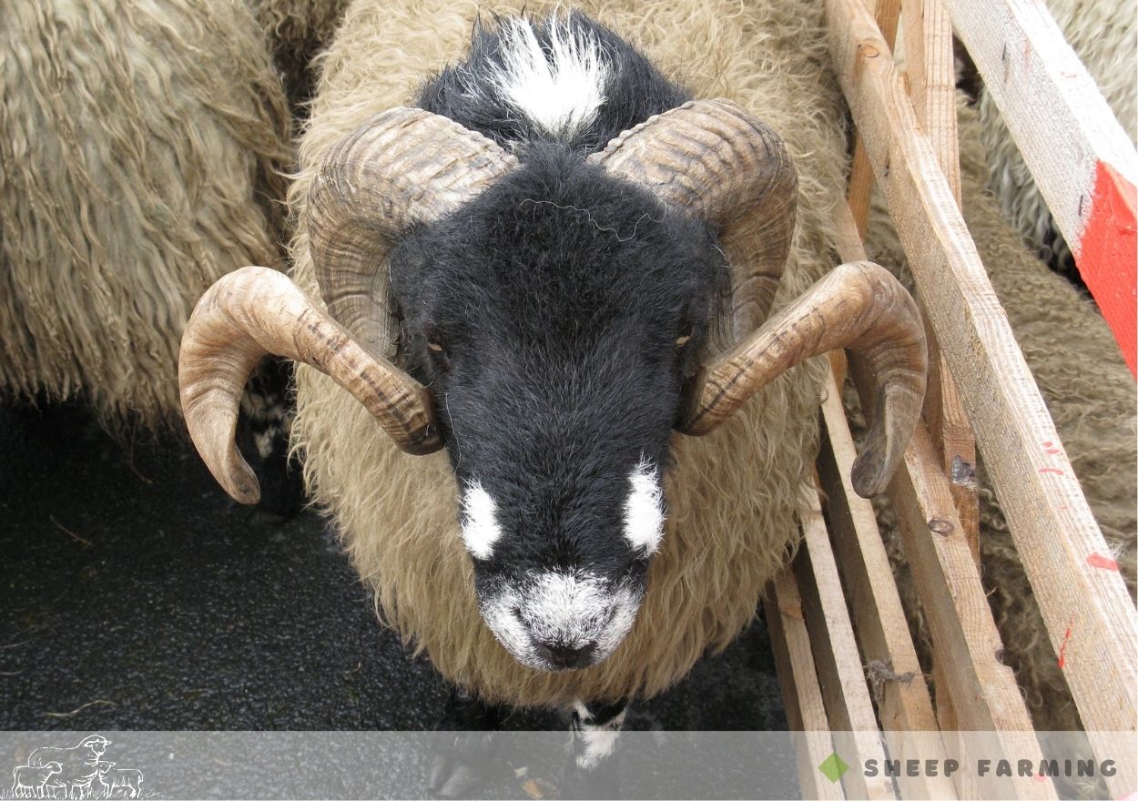 Black Head Sheep Breeds - Dalesbred sheep