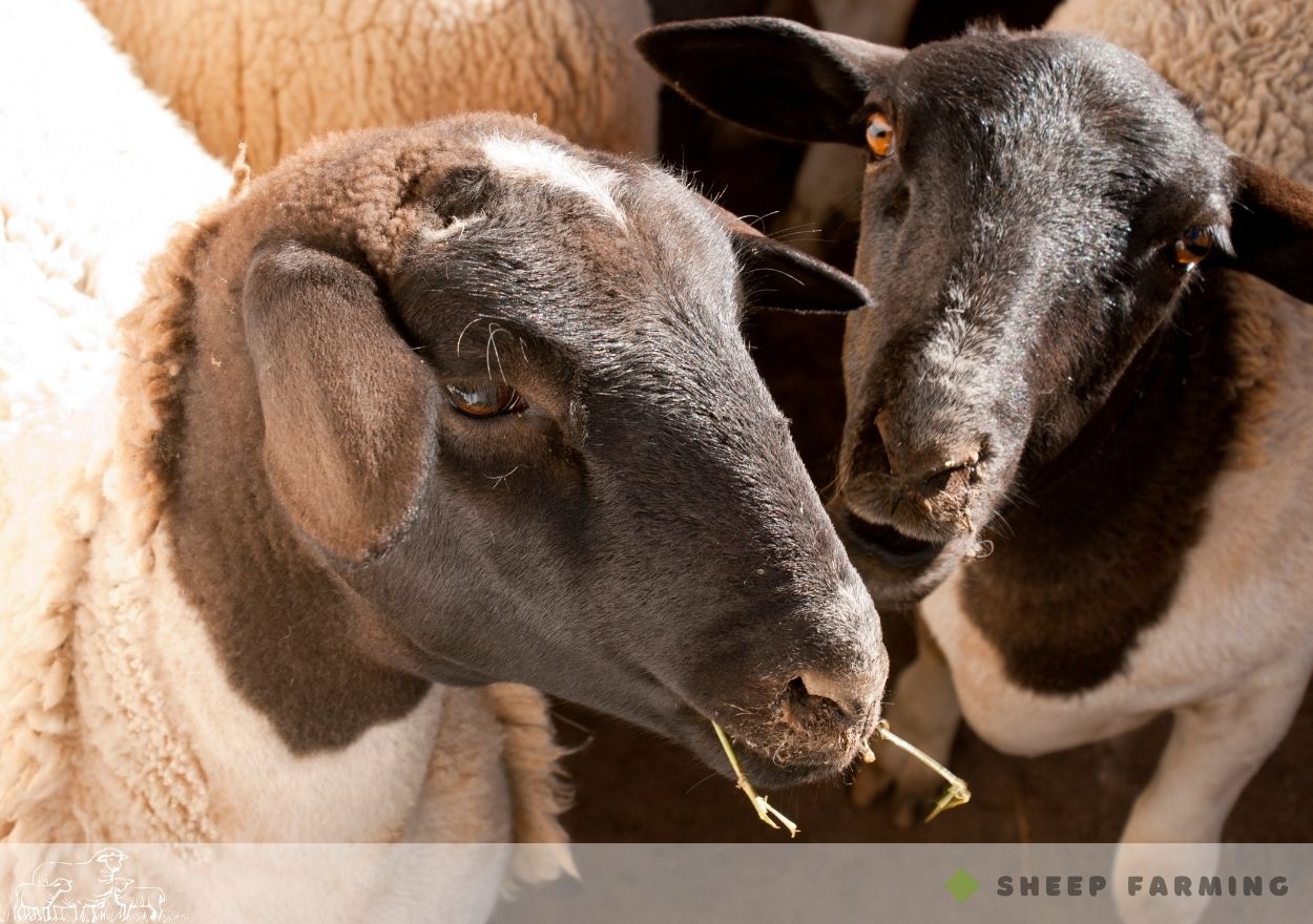 Black Head Sheep Breeds - Dorper sheep
