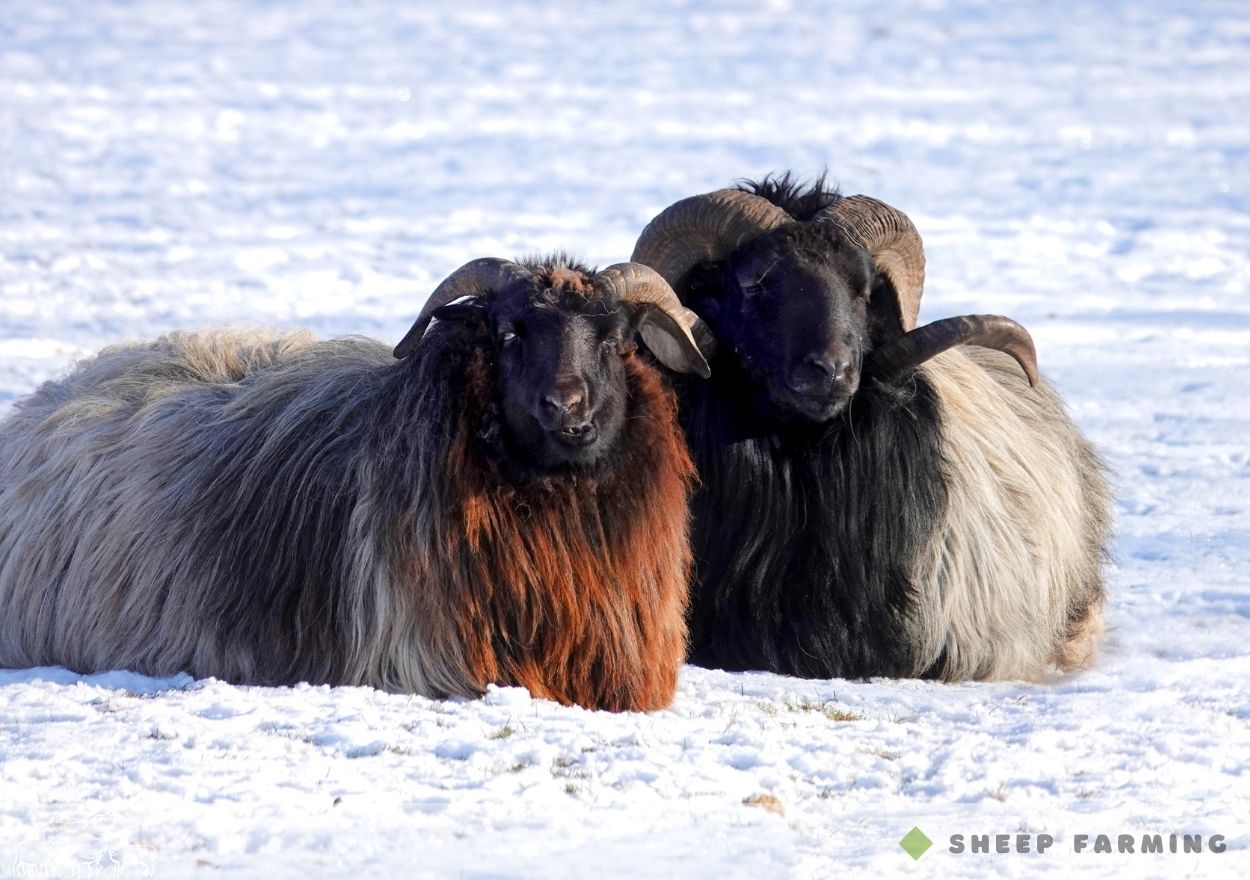 Black Head Sheep Breeds - Heidschnucke sheep