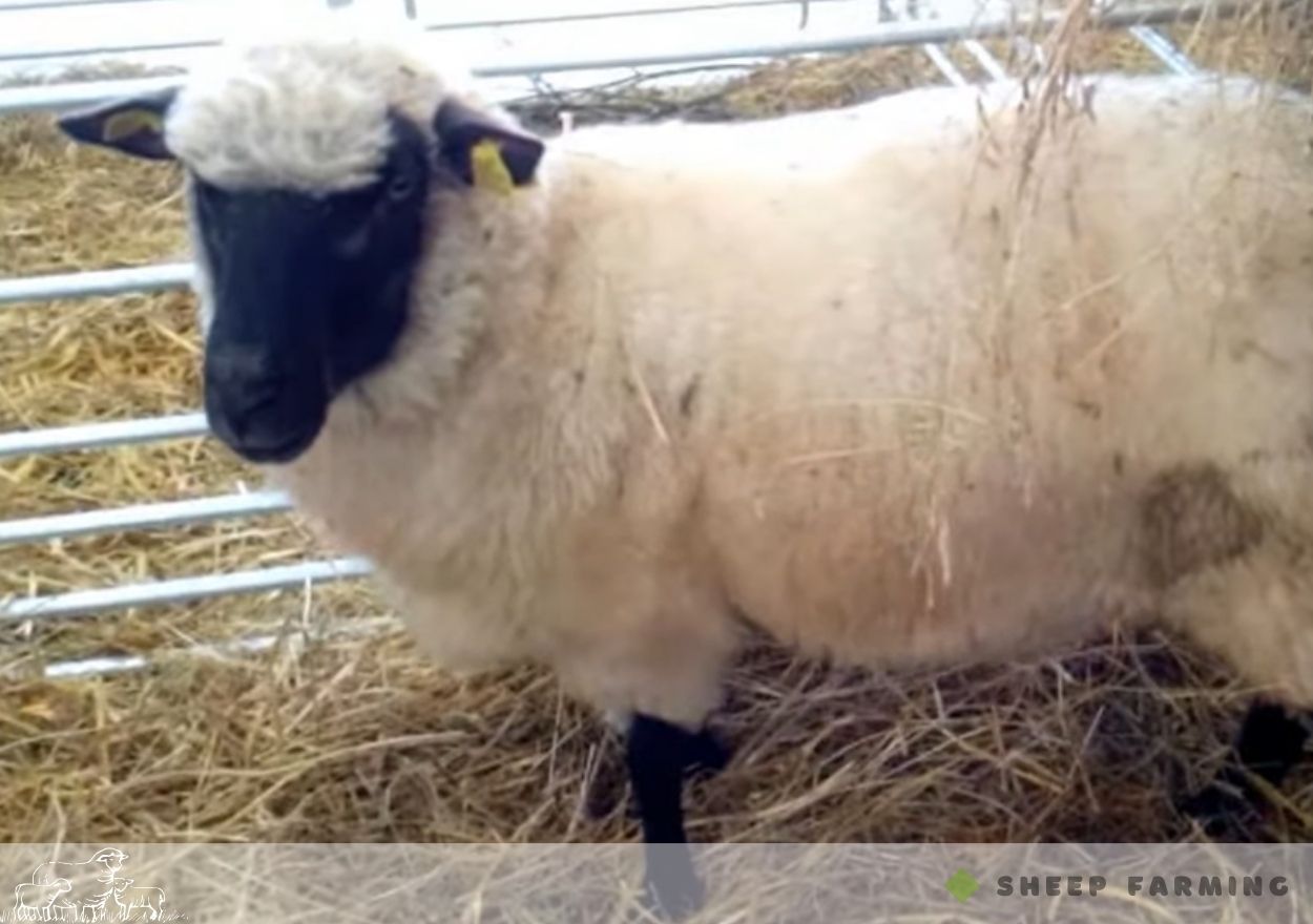 Black Head Sheep Breeds - Lithuanian Black-headed sheep