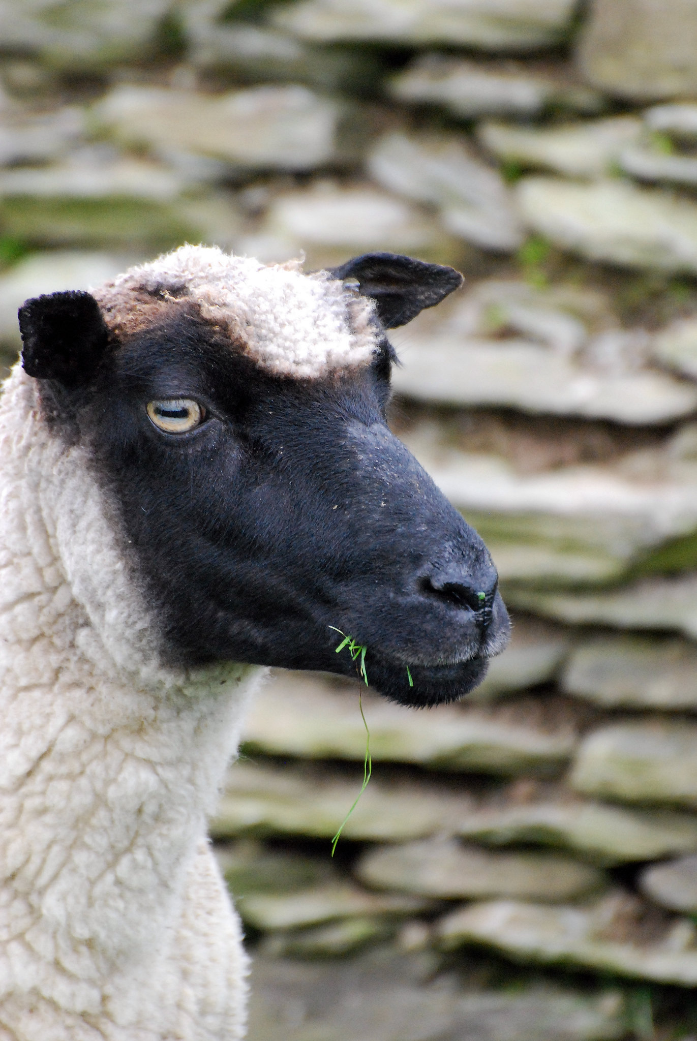 Black Head Sheep Breeds -Llanwenog Sheep