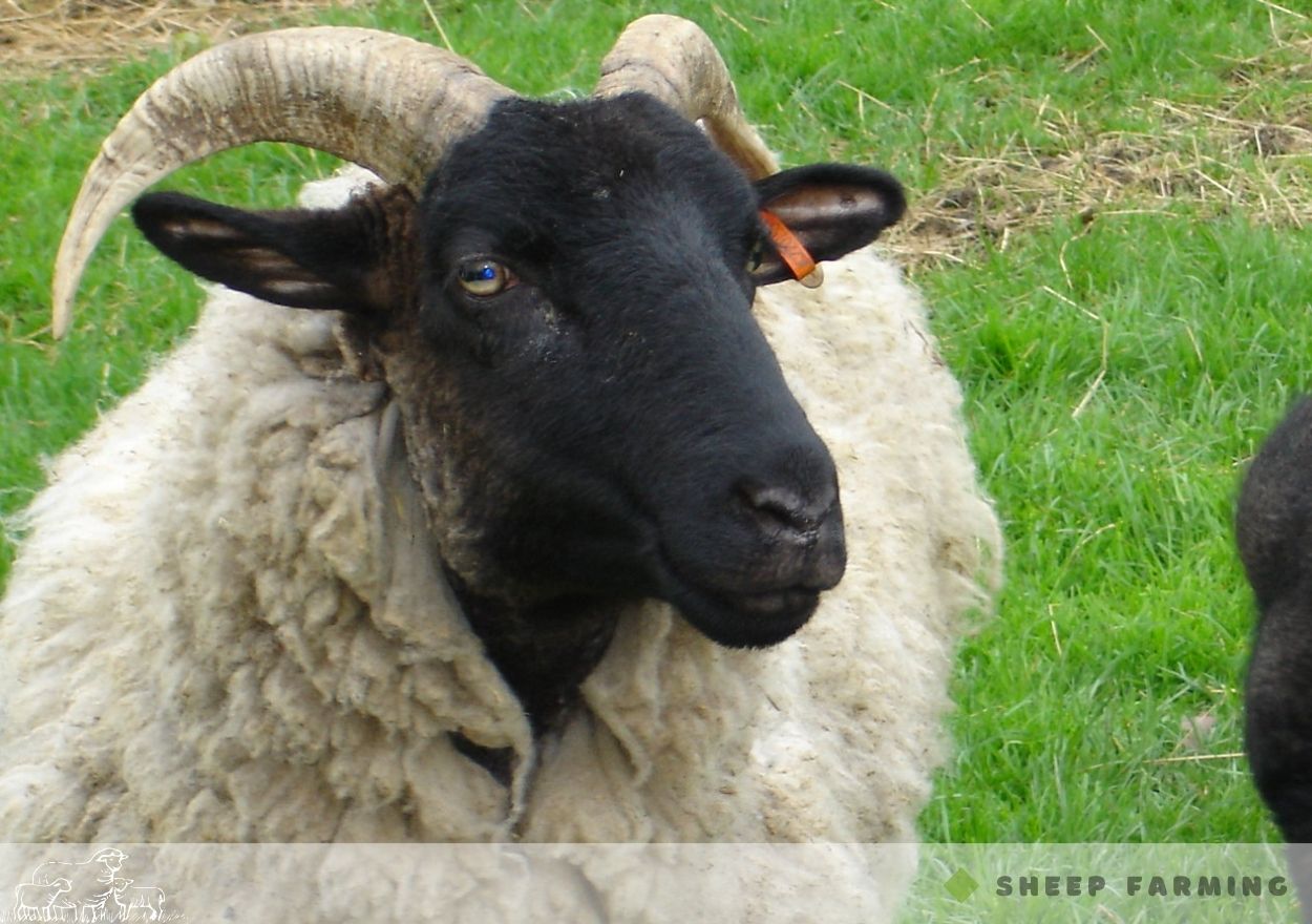 Black Head Sheep Breeds - Norfolk Horn