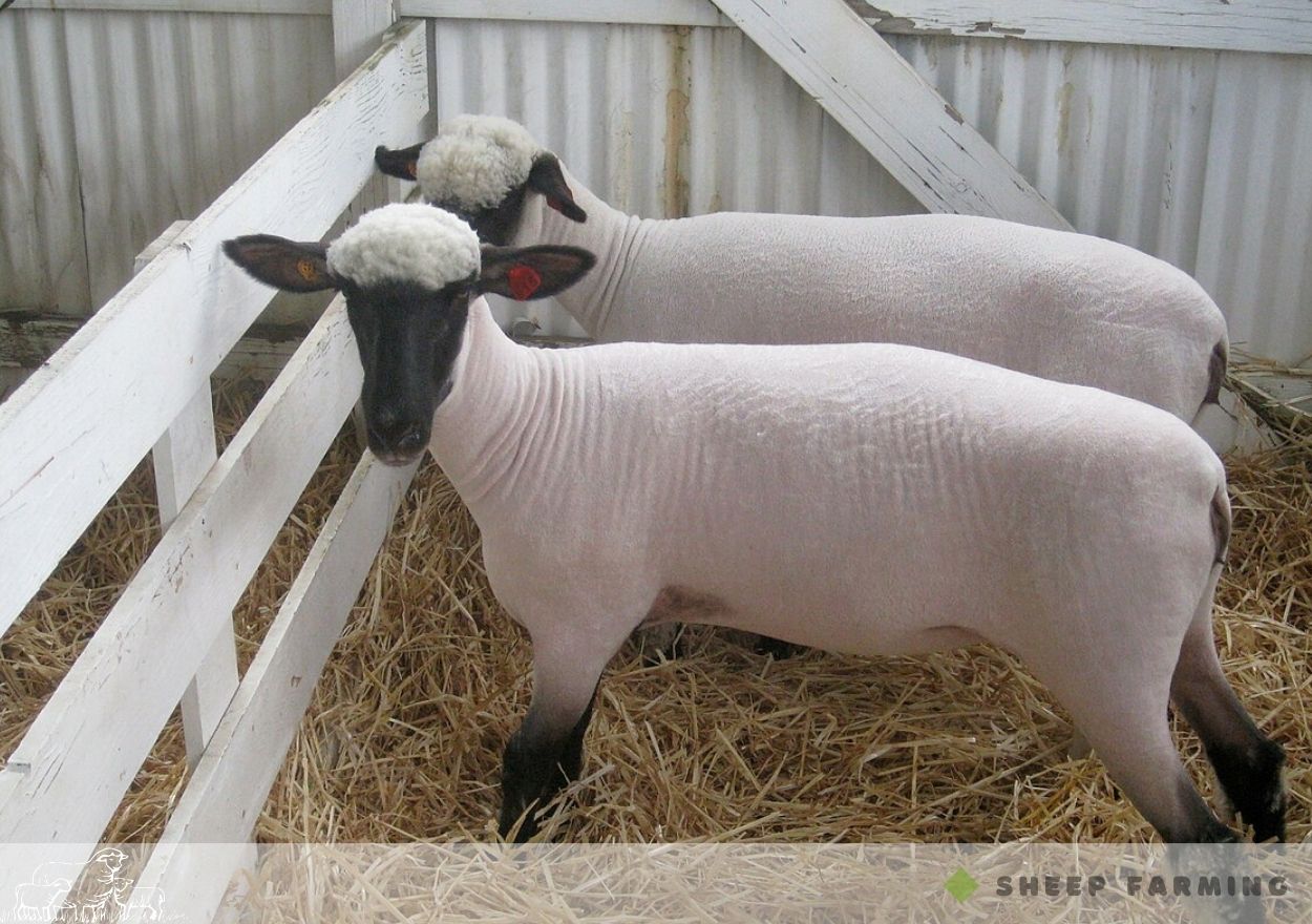 Black Head Sheep Breeds - Shropshire sheep