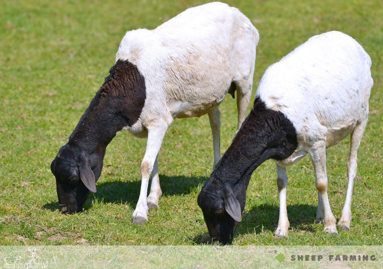 Black Head Sheep Breeds - Somali Sheep