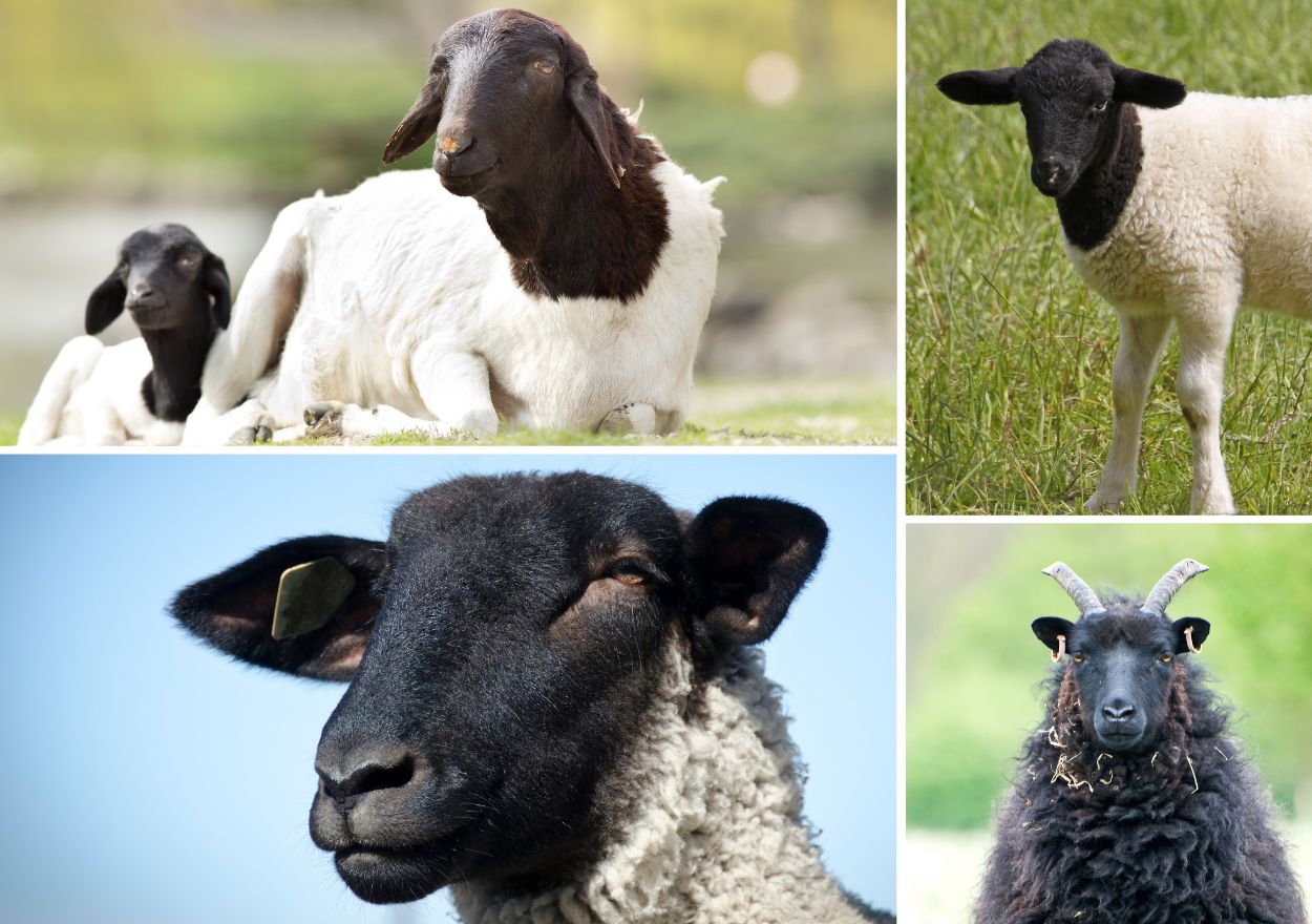 Black Head Sheep Breeds