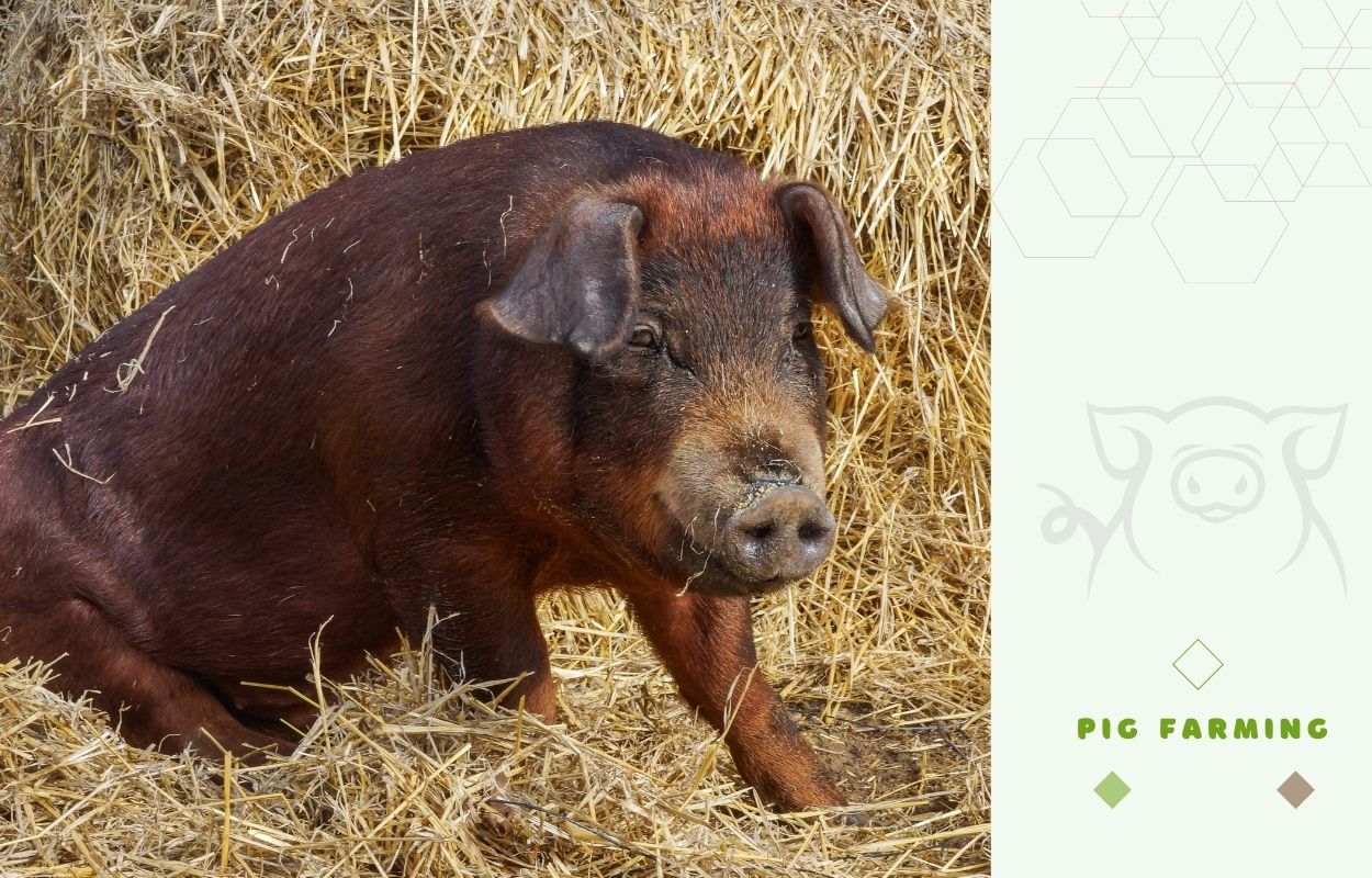 Duroc pig - Environment