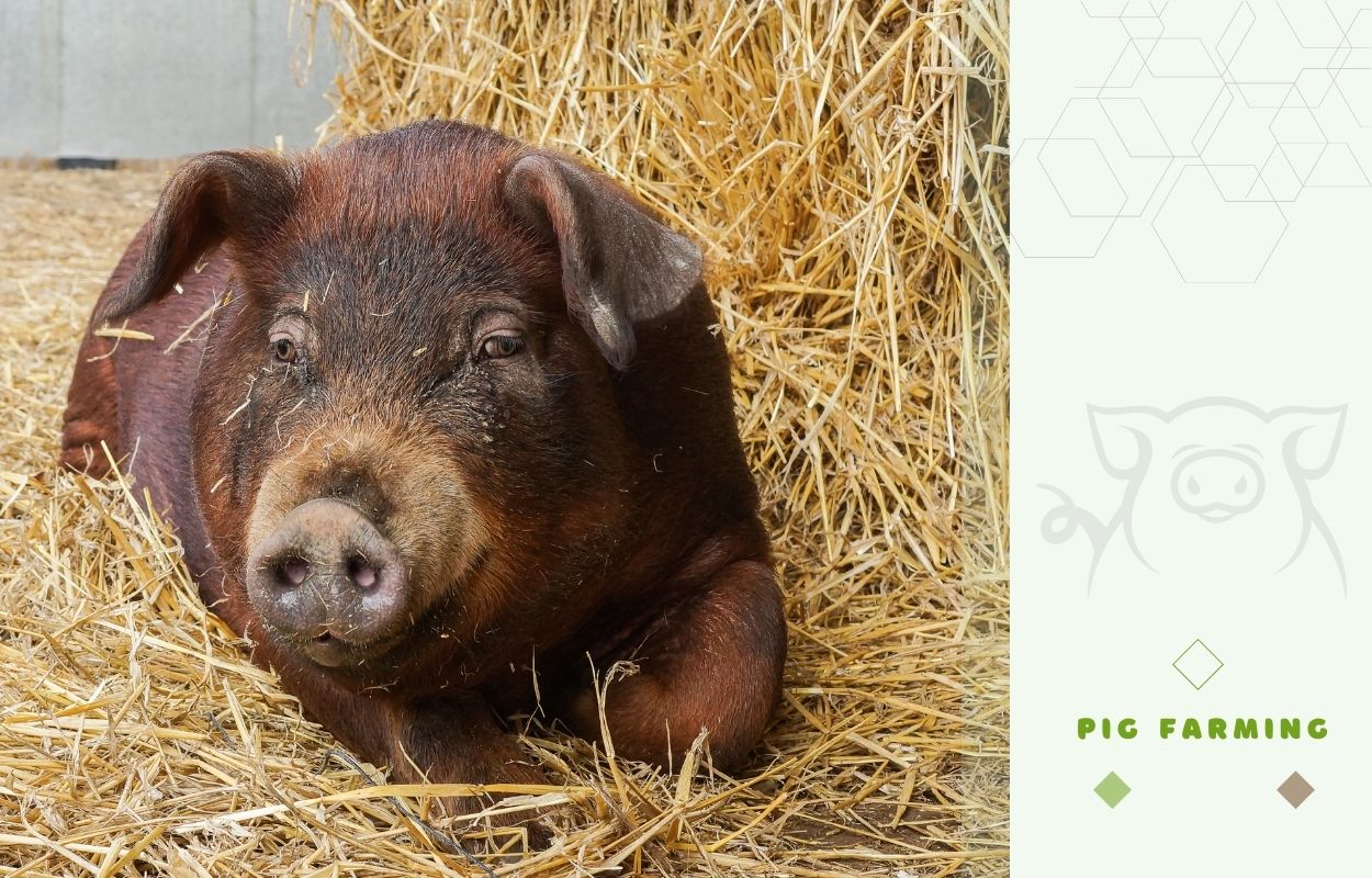 Duroc pig - Head, Face, and Ears