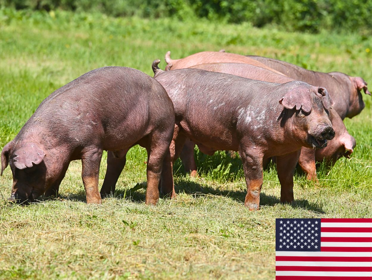 Duroc pig