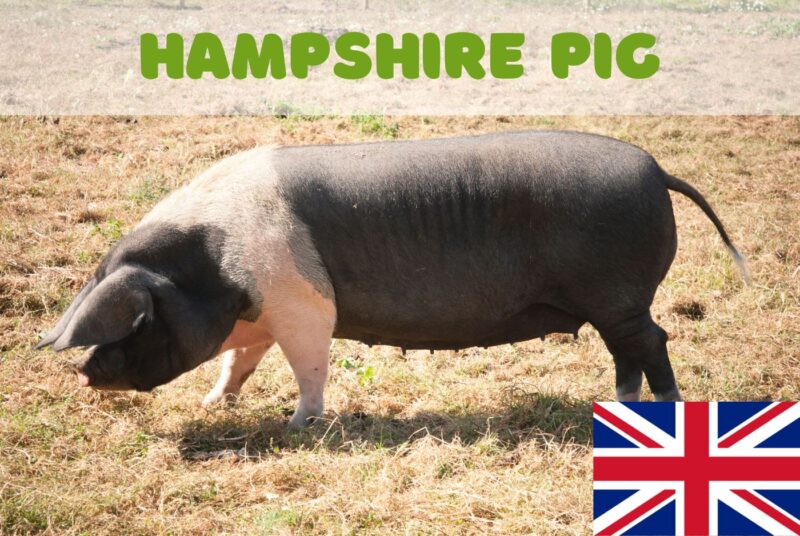 Hampshire Pig One of the oldest American pig breeds FarmerDB