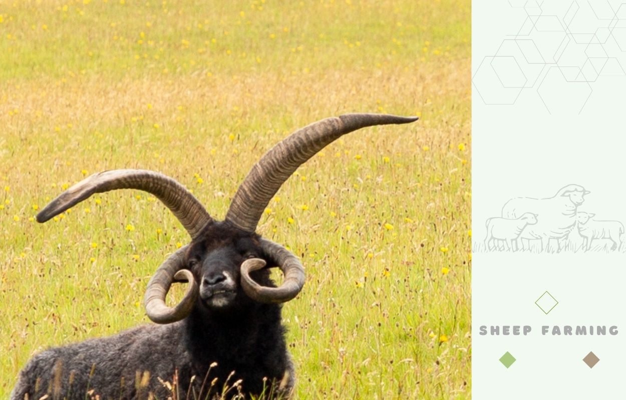 Hebridean Sheep - 4 horns ram