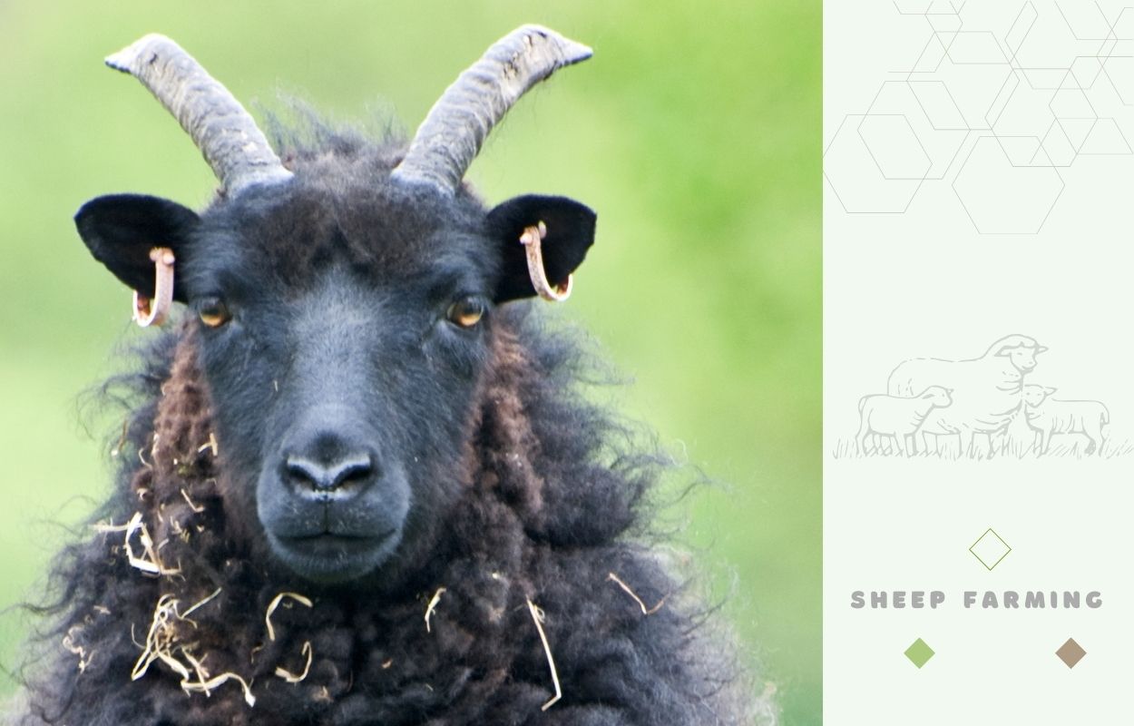 Hebridean Sheep - Head, Ears, Face, Eyes, Tongue