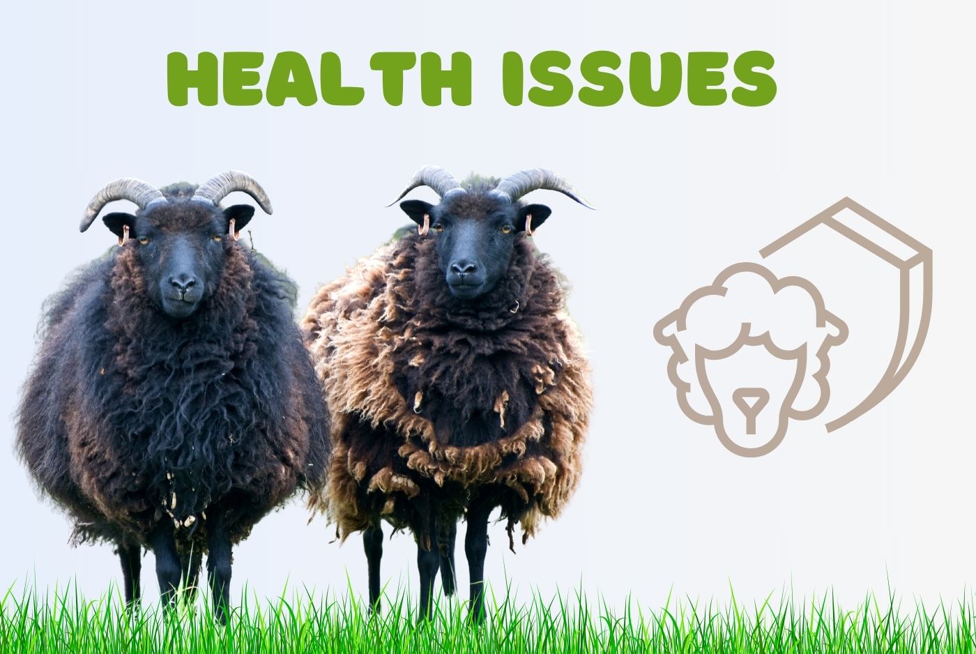 Hebridean Sheep Healthy Issues
