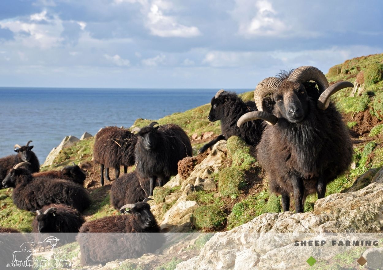 Hebridean sheep are used for conservation grazing