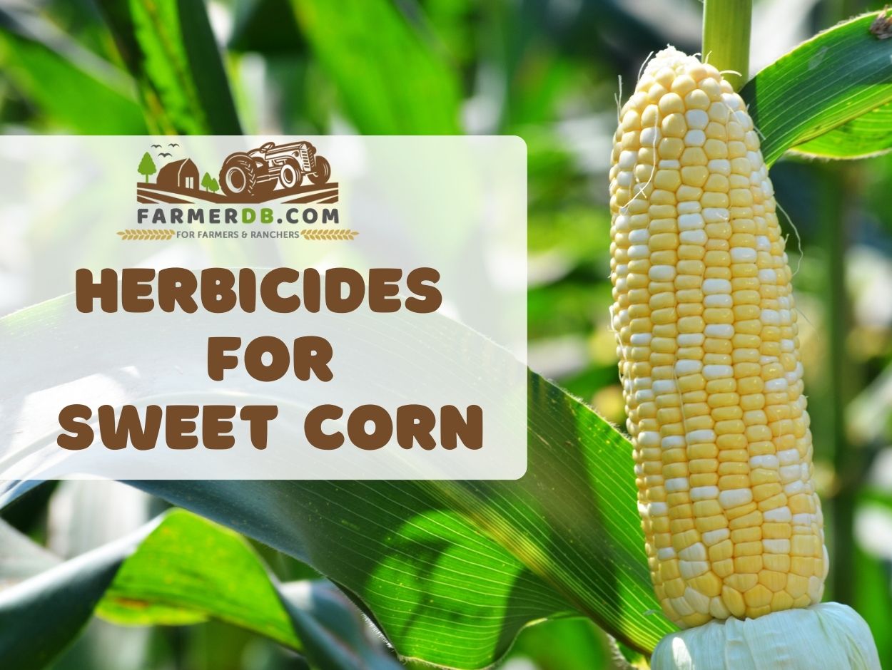 Herbicides for sweet corn
