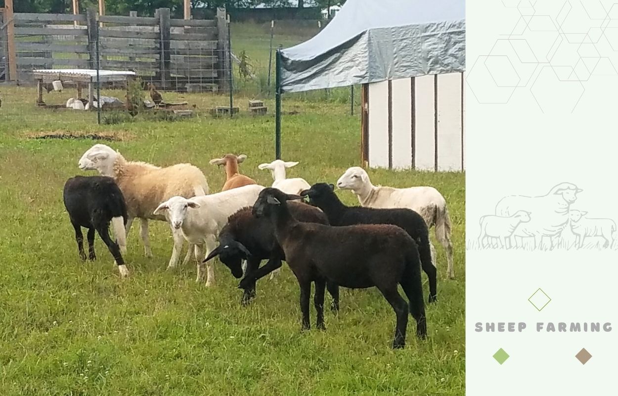 Katahdin Sheep - Ewe Lambs