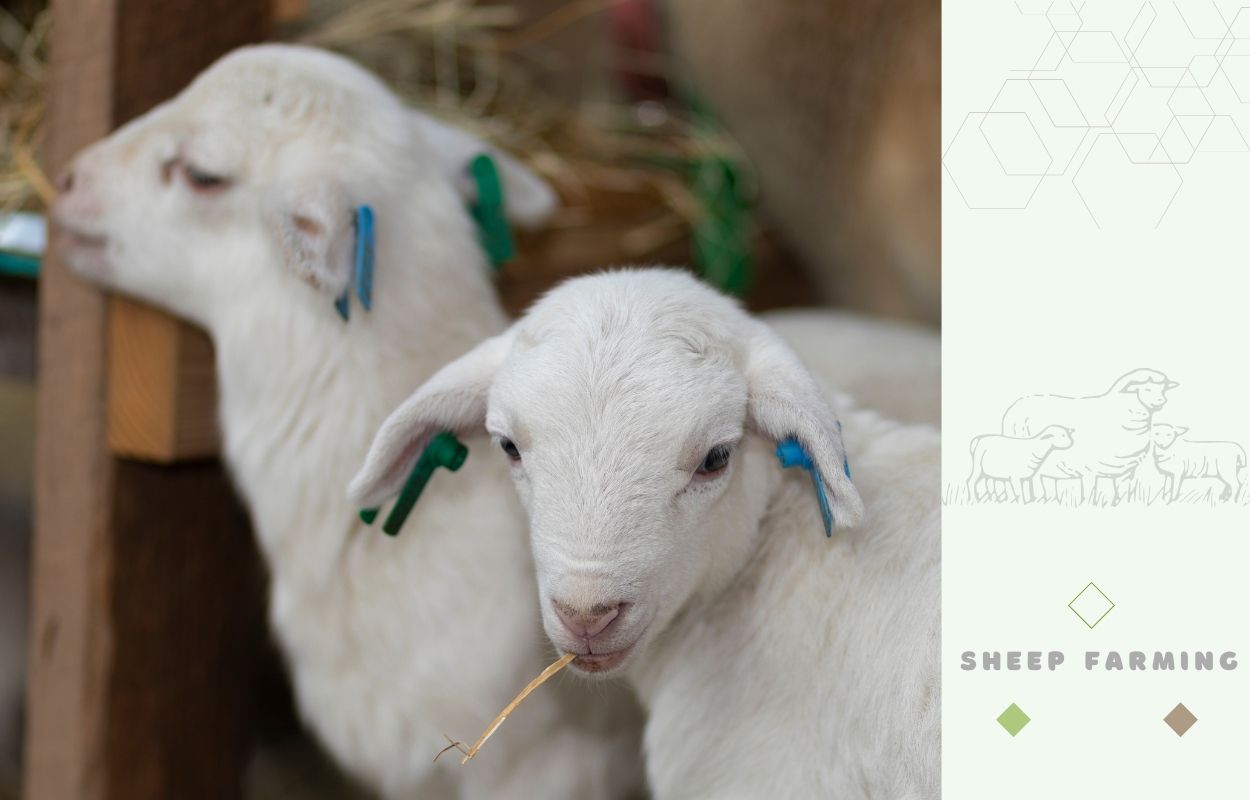 Katahdin Sheep lambs