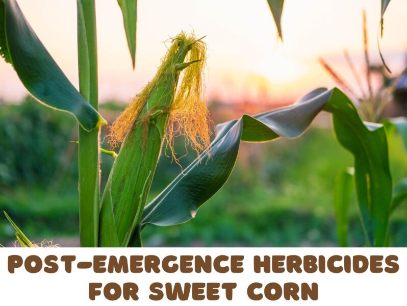 50+ Herbicides for Sweet Corn That You Can Use FarmerDB