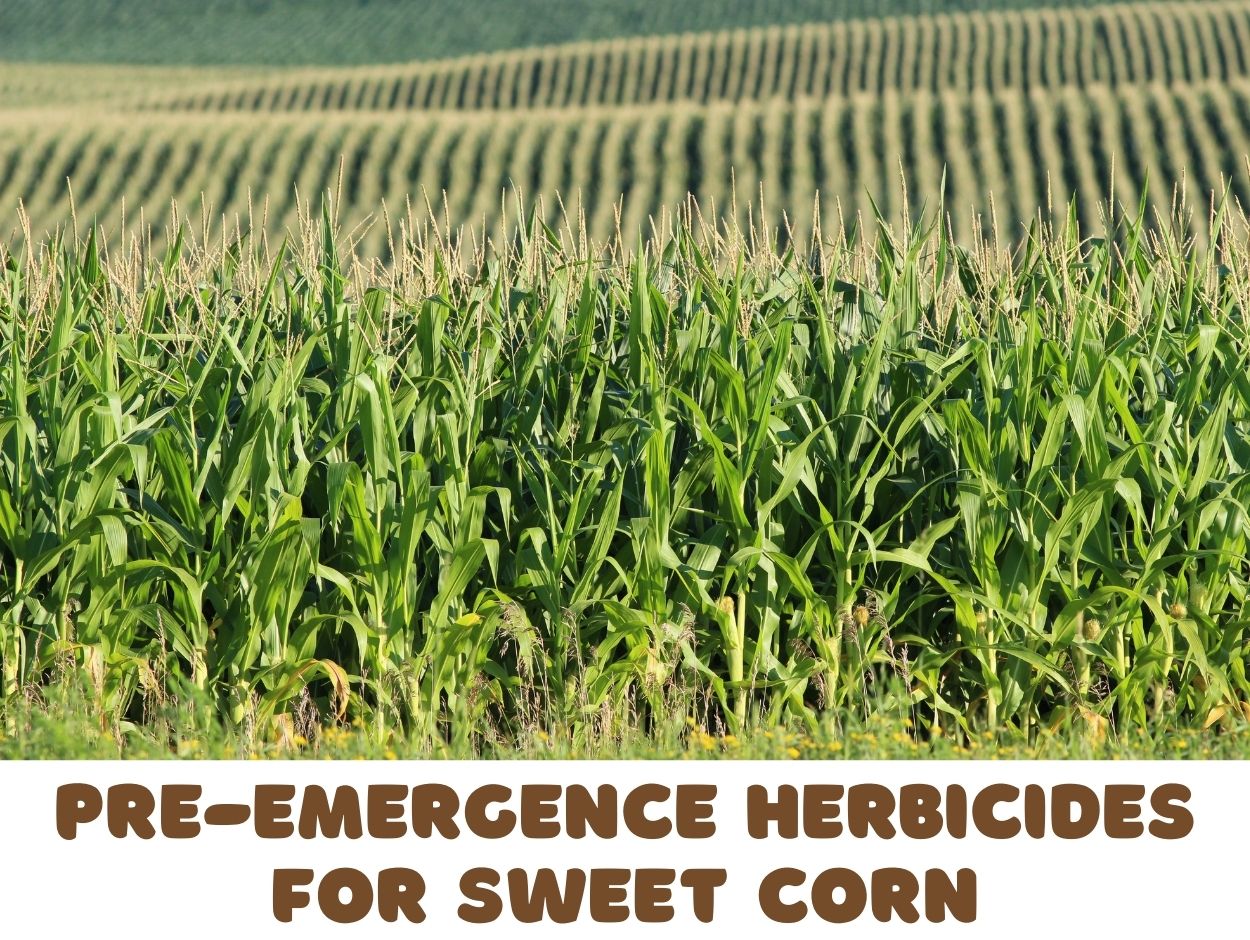 Pre-emergence Herbicides for Sweet Corn