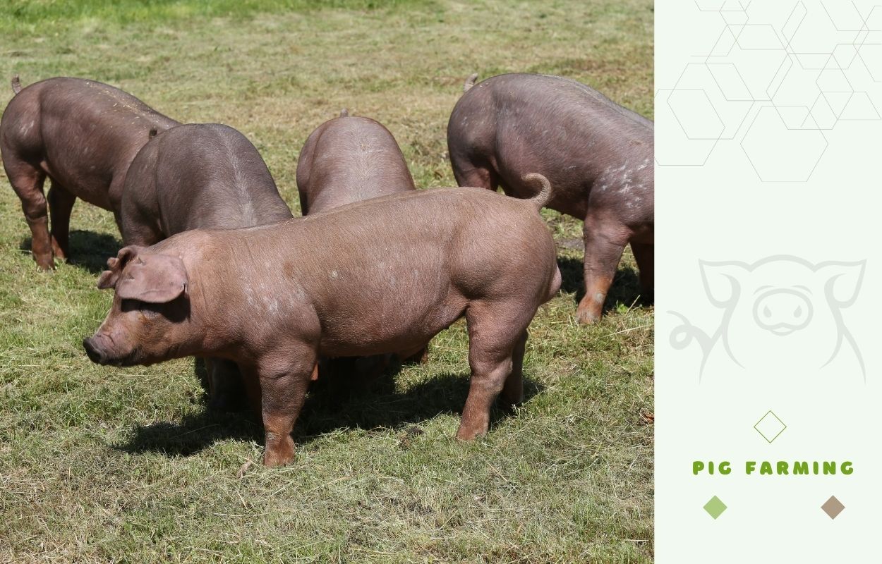 Raising Duroc pigs