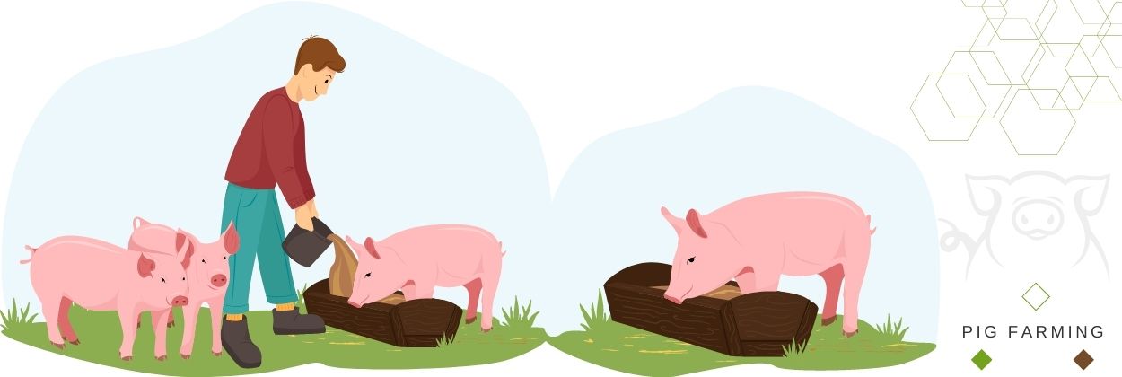 Feeding Hampshire pigs