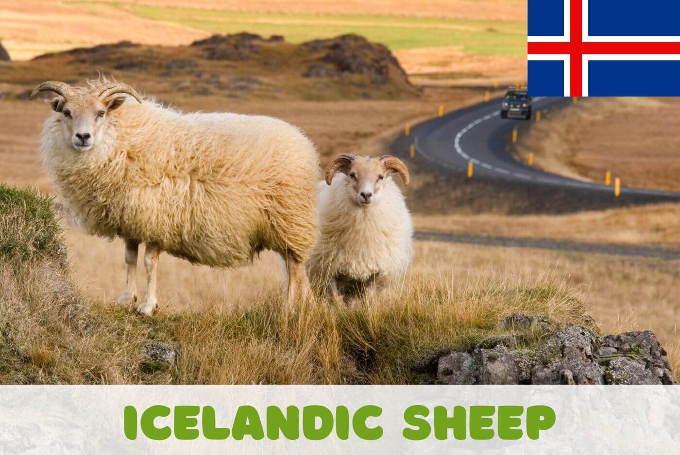 Icelandic Sheep