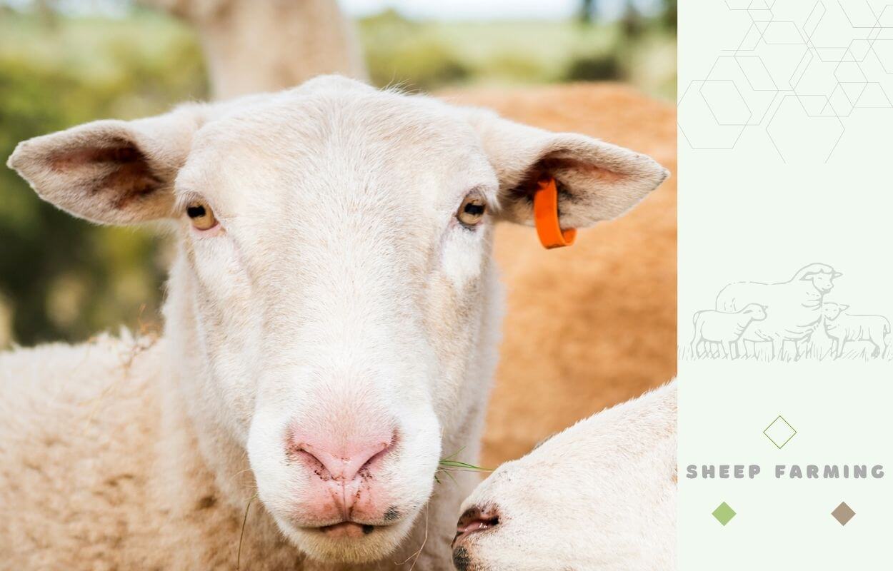 Australian White Sheep - Head, Face, Eyes