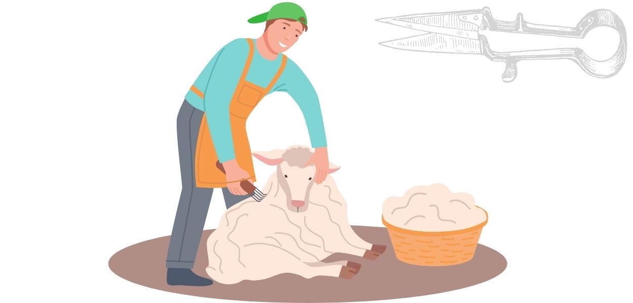 Australian White Sheep Shearing