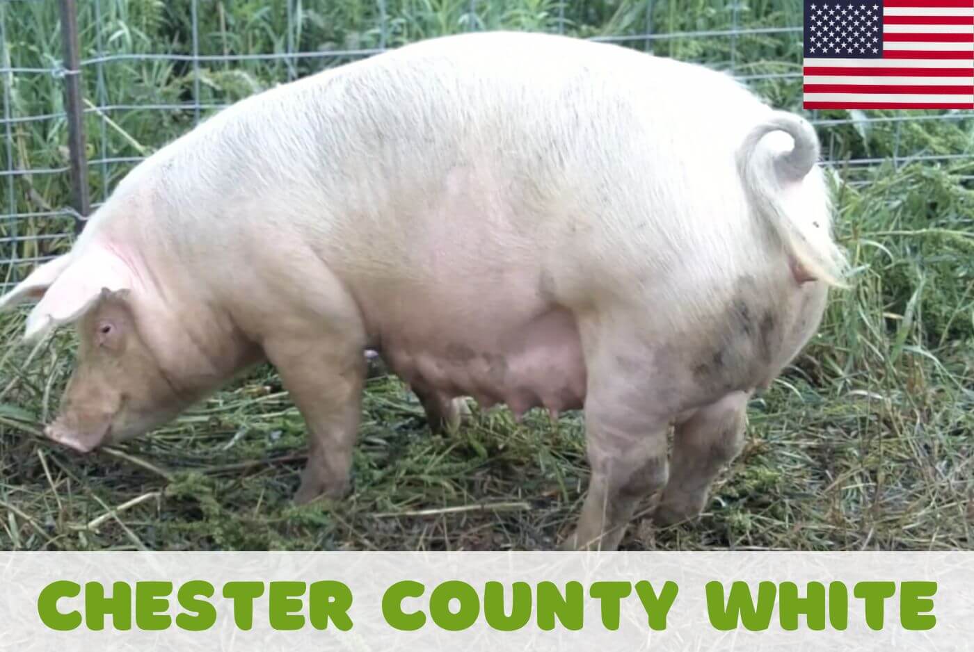 Chester White pig